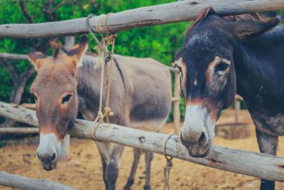 Horses in ranch