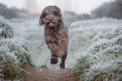 Portrait of dog running outdoors