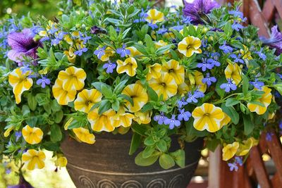 Close-up of flowers