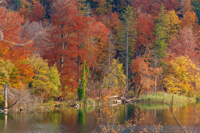 Scenic view of lake in forest during autumn