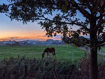 Horse grazing in a field