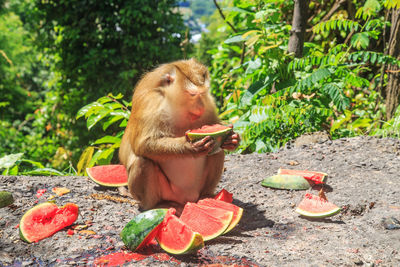 Monkey eating food