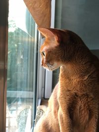 Close-up of a cat looking through window