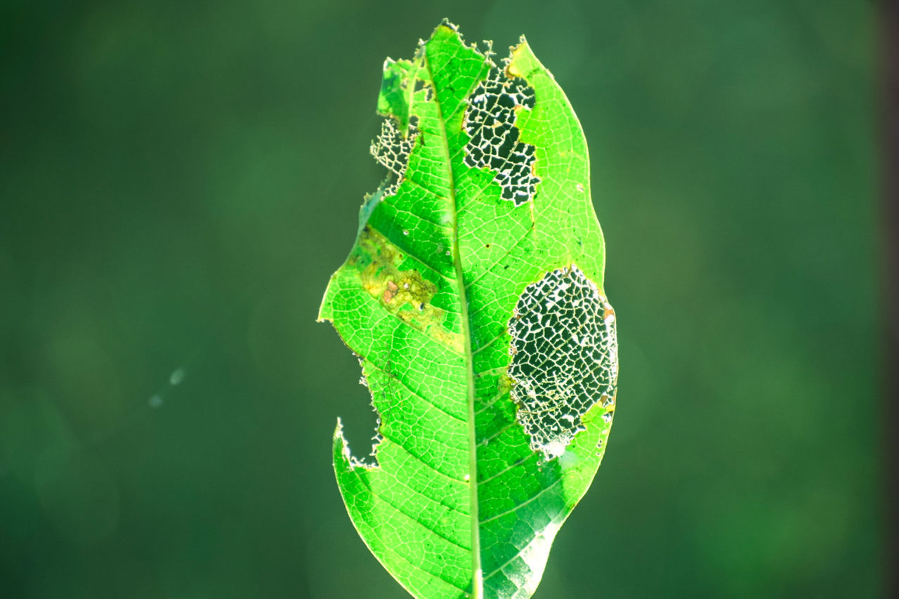 green, leaf, nature, macro photography, animal, animal themes, plant part, animal wildlife, one animal, close-up, no people, flower, wildlife, plant, focus on foreground, insect, yellow, plant stem, beauty in nature, outdoors, day, growth