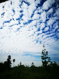 Low angle view of trees against blue sky