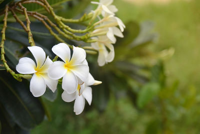 Close-up of white flowering plant