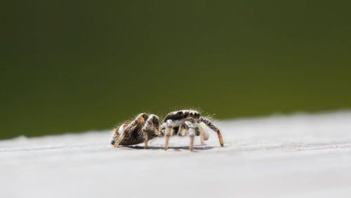 Close-up of spider