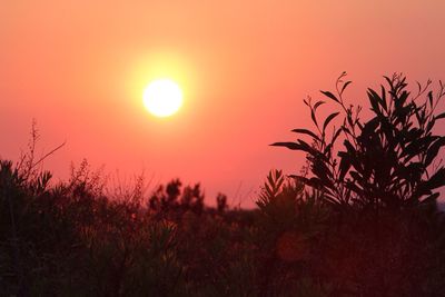 Sun shining through trees