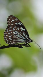 Close-up of butterfly on flower