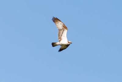 Low angle view of seagull flying in sky