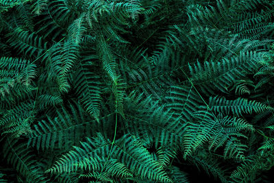Full frame shot of fern.