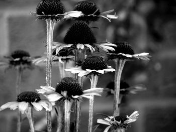 Close-up of pink flowers