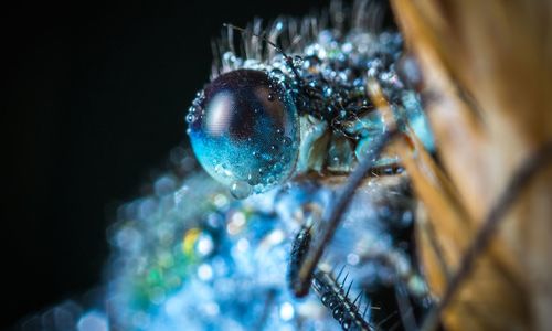 Close-up of insect