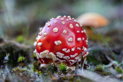 Close-up of fly agaric mushroom on field