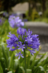 Close-up of purple flowering plant