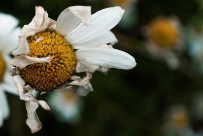 Close-up of white flower