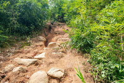 Footpath amidst trees in forest