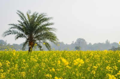 Scenic view of oilseed rape field against sky