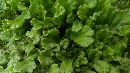 Full frame shot of green leaves