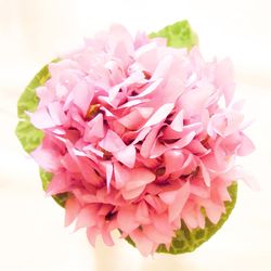 Close-up of rose over white background