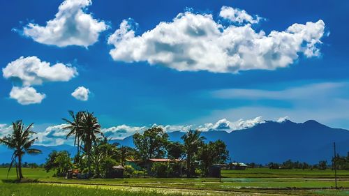 Scenic view of palm trees on field against sky