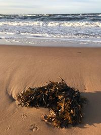 Scenic view of beach