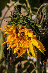 Close-up of yellow flower