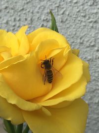 Close-up of bee on yellow flower