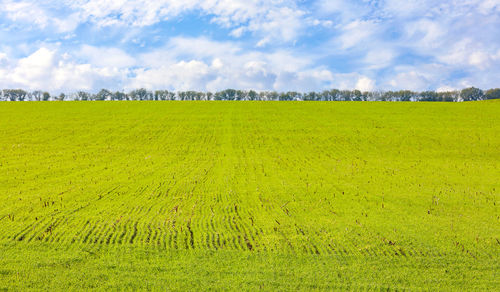 The sprouts of winter wheat grew in an endless field in long smooth light green rows, on the horizon