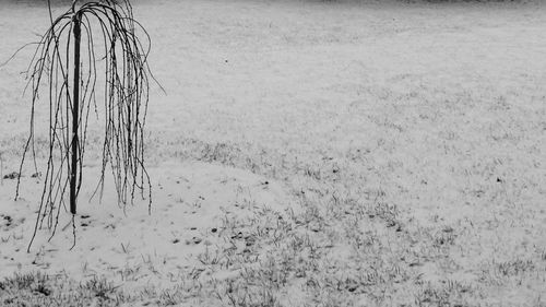 View of tree stump