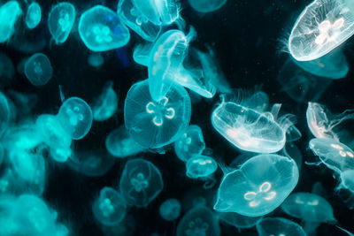 Close-up of jellyfish swimming in sea