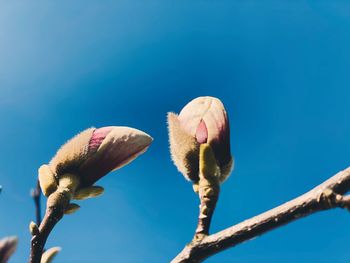 Low angle view of flowering plants against blue sky