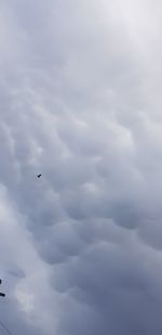 Low angle view of bird flying in sky