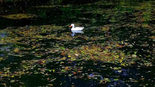 Bird perching on lake amidst autumn leaves