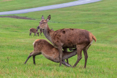 Deer in a field