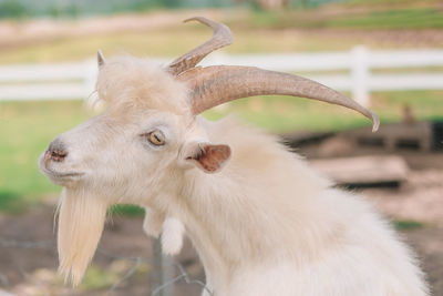 Close-up of a goat