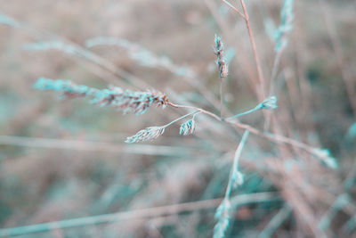 Close-up of insect flying over blurred background