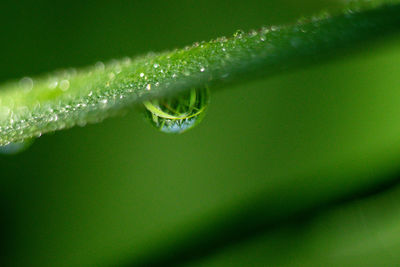 Close-up of raindrops on green leaf