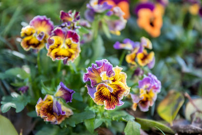 Close-up of purple flowering plants