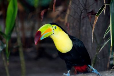 Close-up of a bird