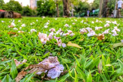 Close-up of flowers on grass