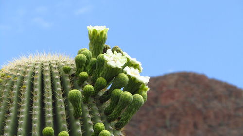 Detail shot of cactus plant