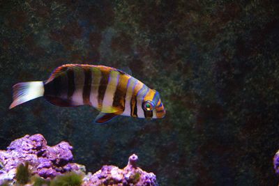 View of fish swimming in sea