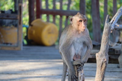 Close-up of monkey