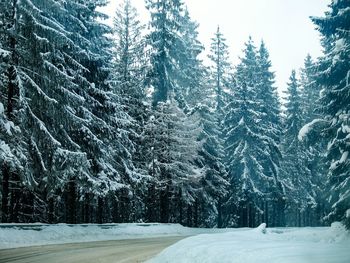 Snow covered pine trees in forest