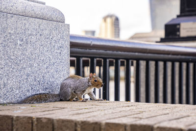 Cute little fluffy squirrel perched on surrounding wall in city