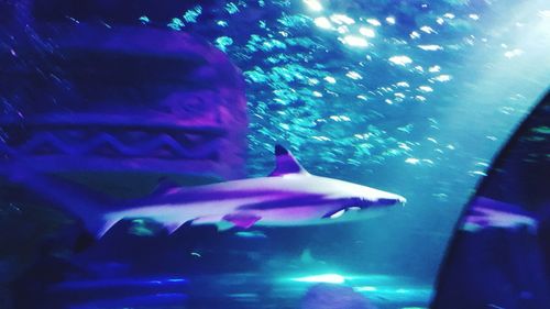 Close-up of fish swimming in aquarium