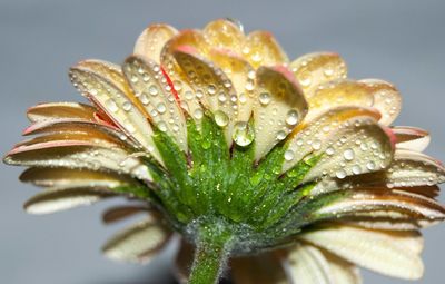 Close-up of wet flower