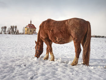 Brown horse feed on meadow in sunny winter day