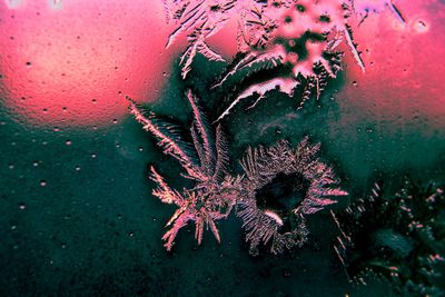 Close-up of jellyfish in sea